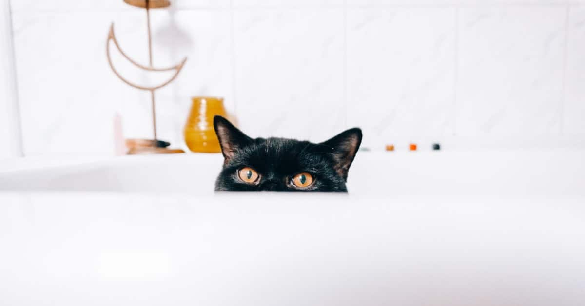 black cat peeking out over a white tabletop